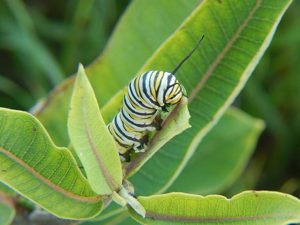 Monarch Caterpillar on Milkweed stock photo