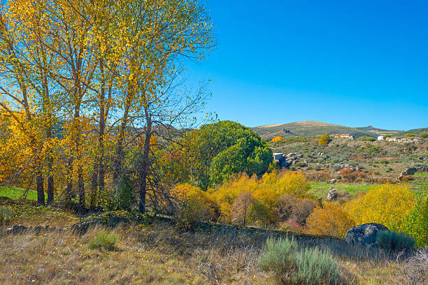 istock Trees in yellow autumn colors in sunlight 622786594