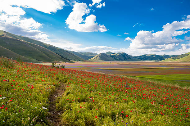 istock Field of poppies 622786678