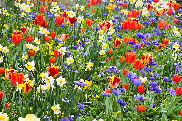 istock Tulips and other spring flowers 622786876