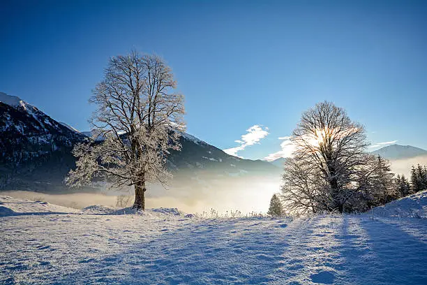 Dreamy winter landscape with snowy trees in the Austrian Alps near Salzburg, Austria Europe