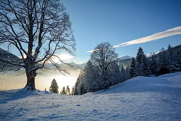 Dreamy winter landscape with snowy trees in the Austrian Alps near Salzburg, Austria Europe