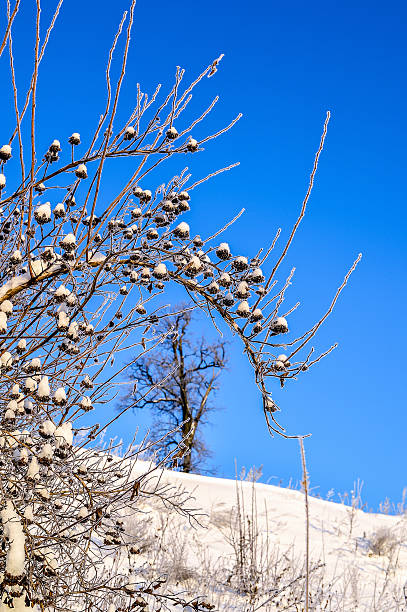 istock Bright winter landscape with trees in the forest at sunrise 622788340