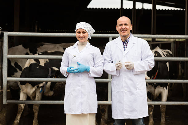 istock Two veterinarians  in cowshed 622789374