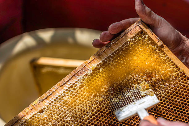 Beekeeper is uncapping honeycomb with special fork stock photo