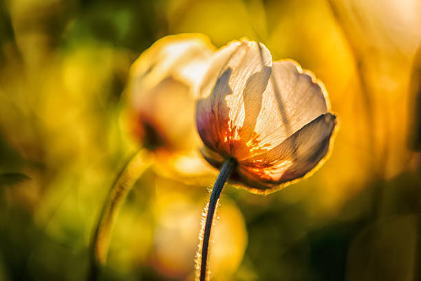 하얀 말미잘(아네모네 네모로사) 꽃 - single flower sundawn bouquet uncultivated 뉴스 사진 이미지