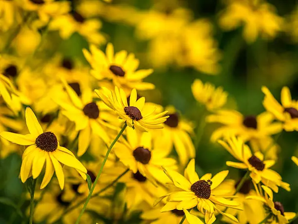 Rudbeckia hirta, called black-eyed-susan,  in the sunflower family