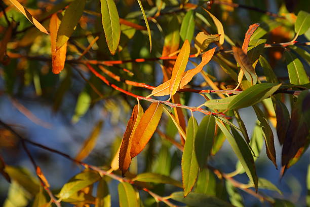 istock Willow - colors of the fall 622792740