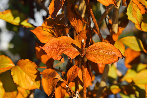 Viburnum x Bodnantense Dawn in autumn colours