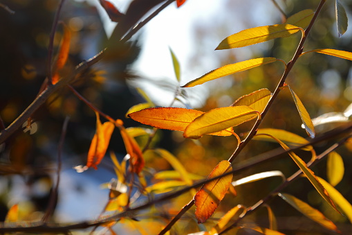 Yellow Birch tree in autumn