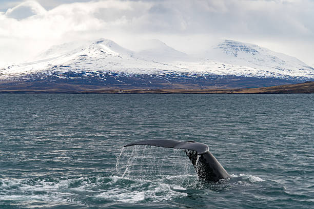 Whale Watching near Akureyri in Iceland Whale Watching near Akureyri in Iceland iceland whale stock pictures, royalty-free photos & images
