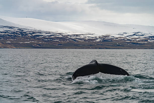 istock Whale Watching near Akureyri in Iceland 622793456
