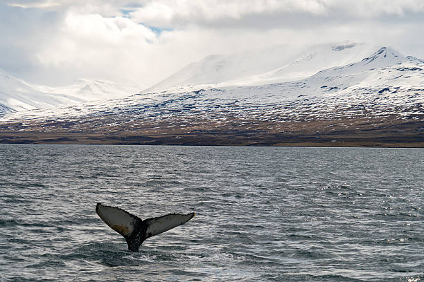 istock Whale Watching near Akureyri in Iceland 622793592