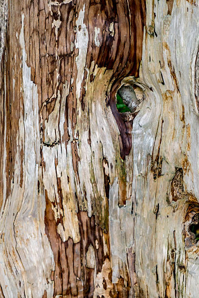 istock Peeled bark naughted wood 622793658