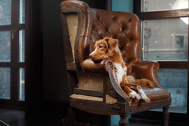 istock Dog lying in the armchair 622795248