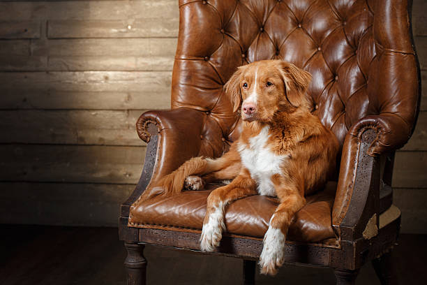 istock Dog lying in the armchair 622795292