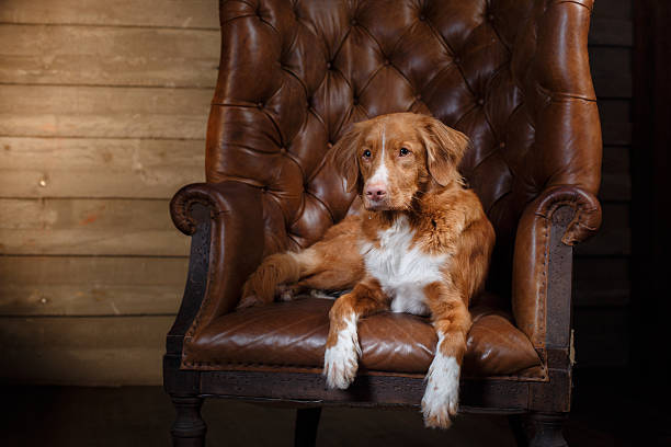 istock Dog lying in the armchair 622795342