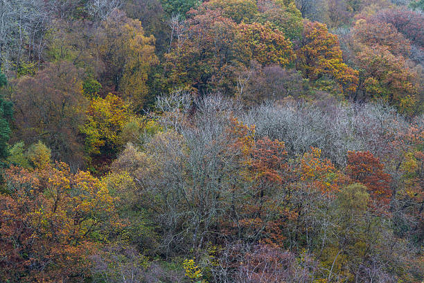istock Autumn Fall scene, Trees, Wales, United Kingdom. 622795594