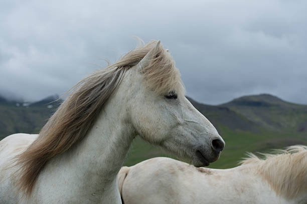 istock White Icelandic horse looking sideways 622796300
