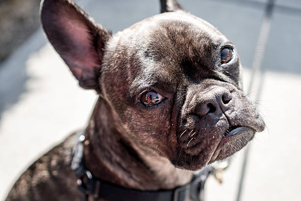 istock Portrait of a dog 622796668