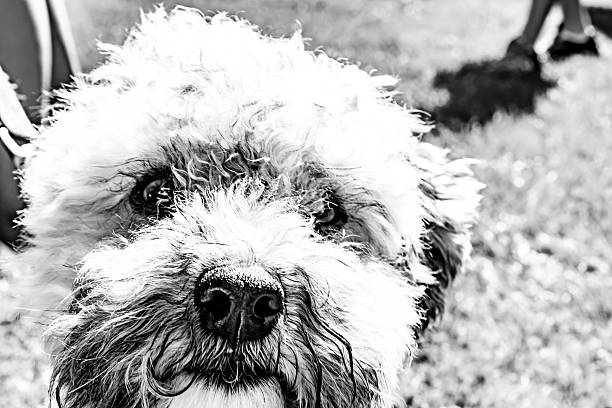 istock Portrait of a dog 622796690
