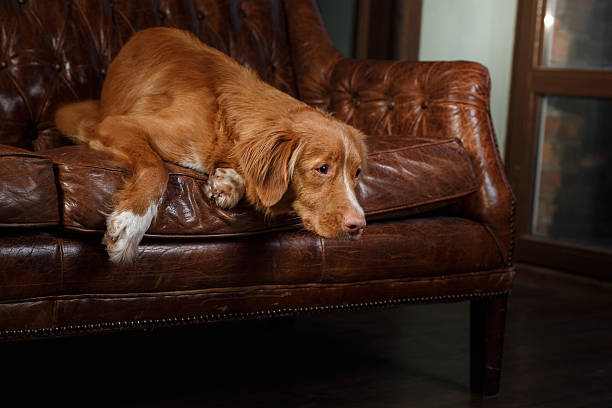 istock Nova Scotia Duck Tolling Retriever Dog on the couch 622796720