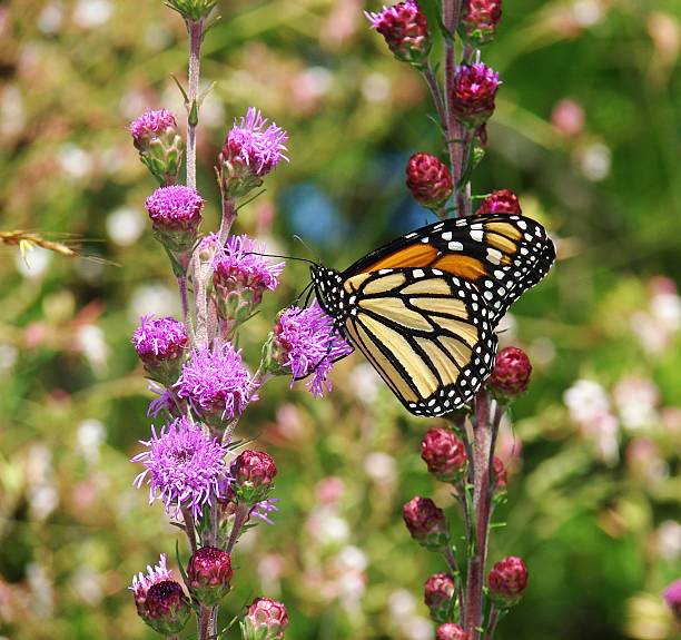 istock Butterfly on a Purple Flower 622799904