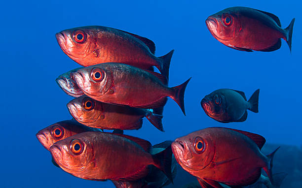 School of Crescent-tailed Bigeye School of crescent-tailed bigeye, Priacanthus hamrur, over blue background, Sharm-el Sheikh, Egypt, Red Sea.  crescent tailed bigeye stock pictures, royalty-free photos & images