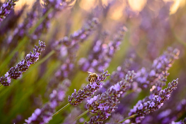 istock Close up of a lavender flower with a bee 622801536