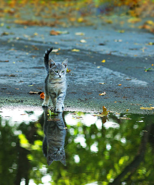 istock cat sitting at the edge of rain puddle 622801908