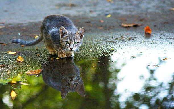 cat sitting at the edge of rain puddle cat sitting at the edge of rain puddle. reflection in the water cat water stock pictures, royalty-free photos & images