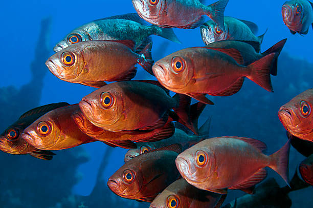 istock Shoal of Bigeye Fish 622801970