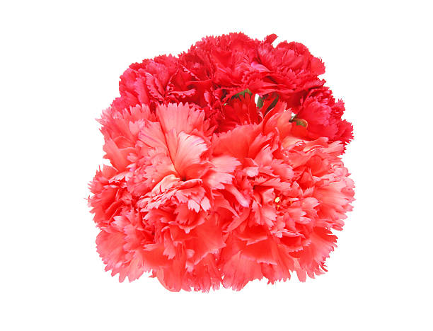 istock Bouquet of carnation 622803242