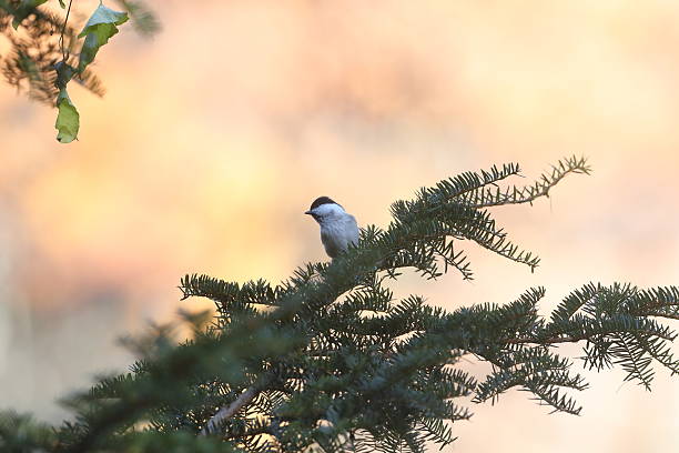 istock Willow Tit on the branch of tree 622803426