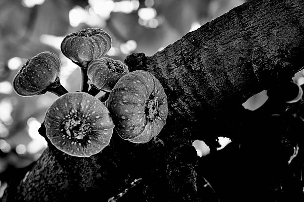 Black and White close up of figs in the fig tree.