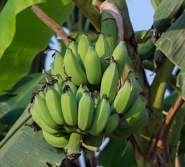 istock green banana on a banana tree 622804366