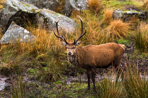 A male red deer in rural Dumfries and Galloway, Scotland. Photographed on a wet November afternoon.
