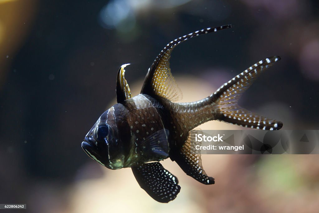 プテラポゴンカウデルニィ(Pterapogon kauderni )。 - ストックフォト・写真素材...