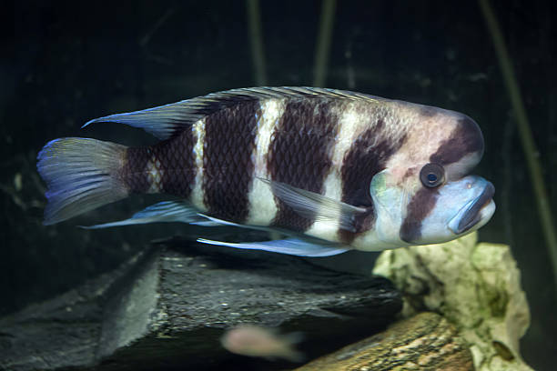 Frontosa (Cyphotilapia frontosa). Frontosa (Cyphotilapia frontosa), also known as the humphead cichlid. cyphotilapia frontosa stock pictures, royalty-free photos & images