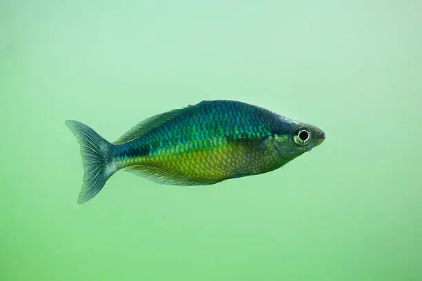 New Guinea rainbowfish (Melanotaenia affinis).