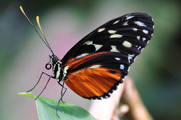 istock Golden helicon butterfly 622806940