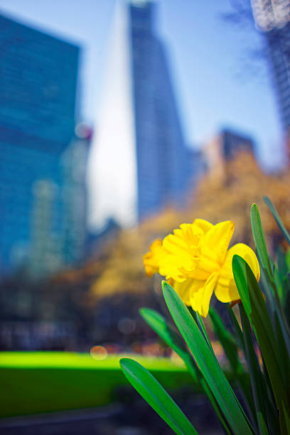 narciso giallo a bryant park - nature selective focus green vertical foto e immagini stock