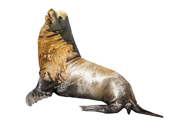 istock California Sea Lion 622808368