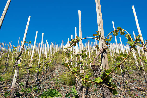 Vineyard in a countryside on the Moselle river, Germany