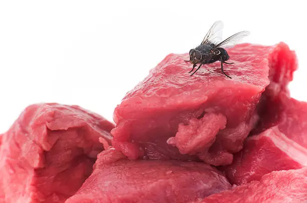 A housefly on a piece of raw meat - white background