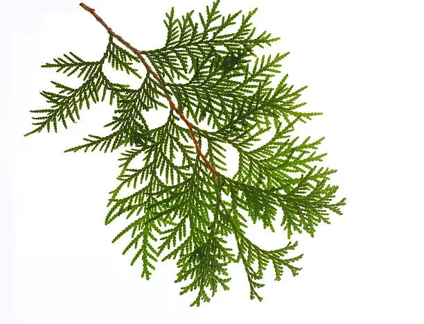 Photo of Pine Tree Branch Isolated