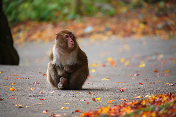 istock Autumn leaves and monkeys 622810190