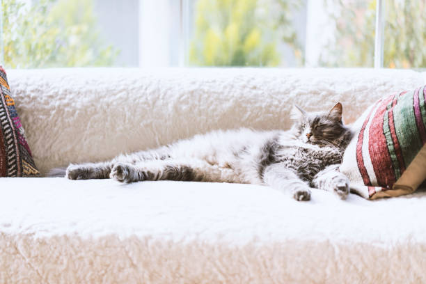 istock Gray long hair domestic cat sleeping on the couch 622810268