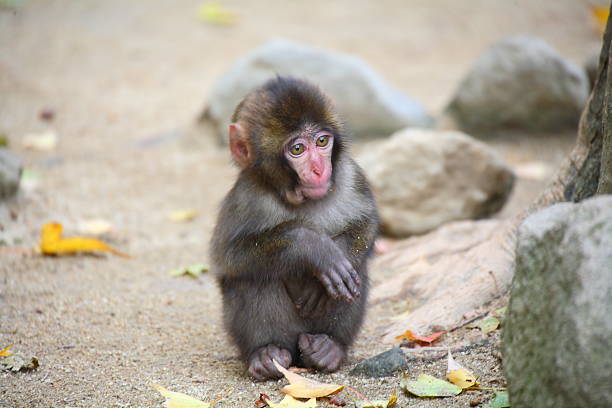 istock Autumn leaves and monkeys 622810276