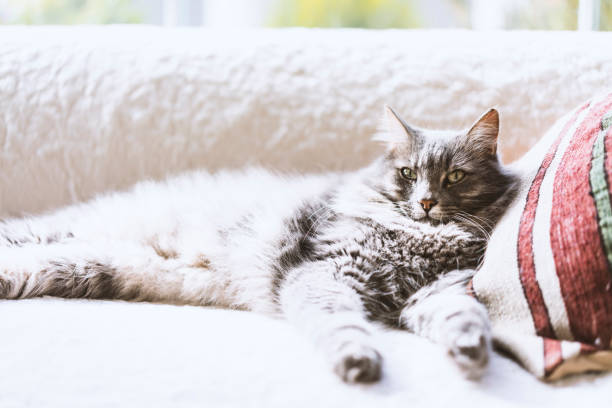 istock Gray long hair domestic cat on the couch 622810514